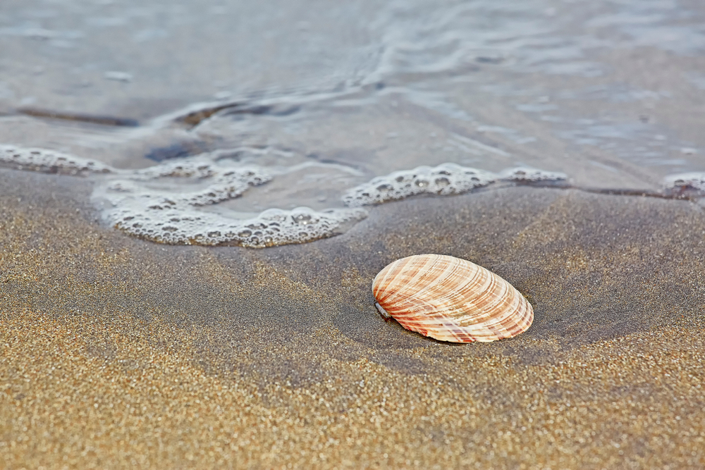 Find seashells on the beach!
