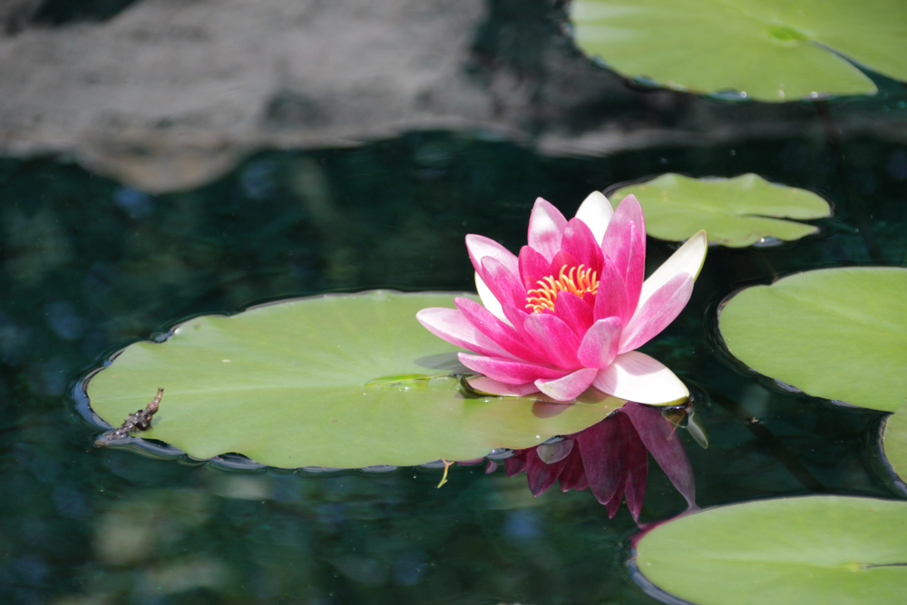 a green lily pad with pink flower 