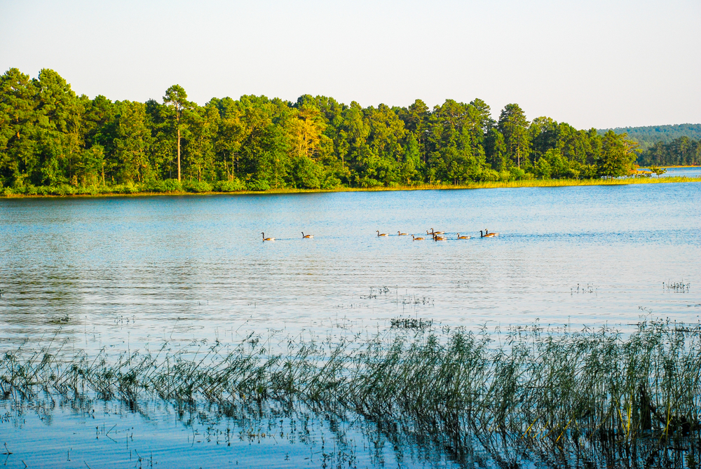 DeGray Lake Resort State Park has great things to do and beaches to swim at.