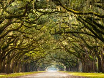 discover some of the best places to visit in the south USA