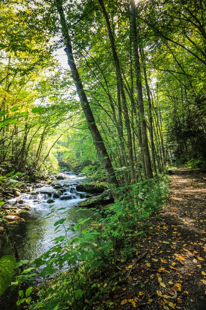 Photo of a wooded trail next to a river in Gatlinburg, TN.