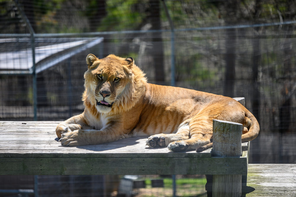 A liger at the Turpentine Creek Wildlife Refuge.