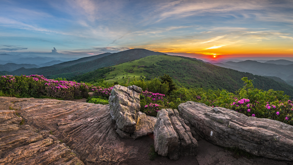sunrise over Roan Mountain dotted with pink flowers