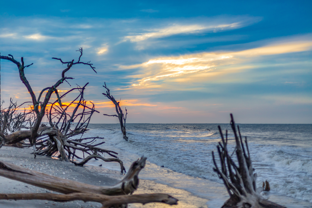 Driftwood Beach on Jekyll Island