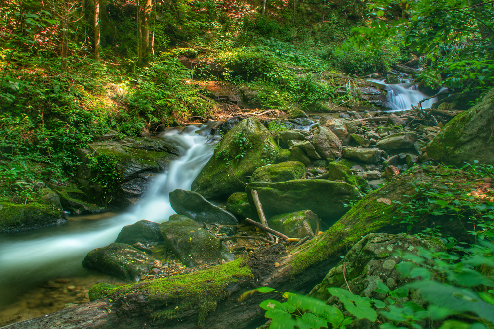 Amicalola Falls in the summer surrounded by lush greenery and moss