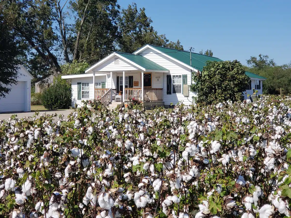 View of the green roofed whitewashed cabin seen over the cotton field. 
