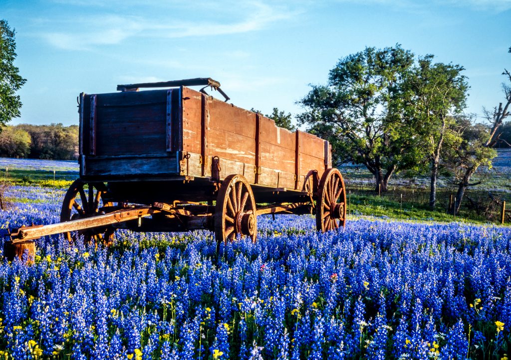Bluebonnets bloom around a wagon in Texas.