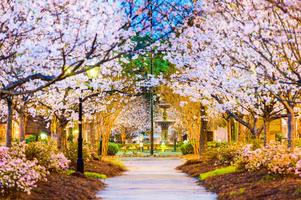 Cherry blossoms blooming in a park in Macon Georgia the perfect place to take a Cherry Blossoms in Georgia road trip