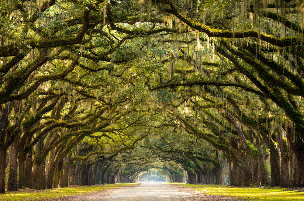 Trees on the side of the path that arch over the path and are covered in Spanish Moss in Savannah Georgia one of the best coastal cities