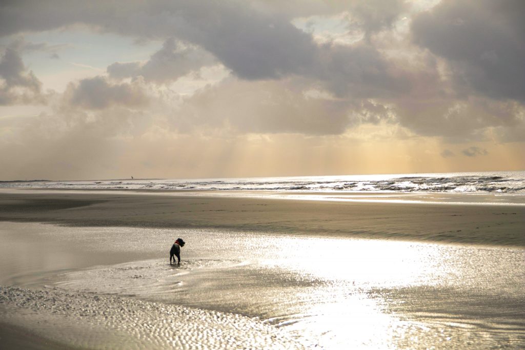 A dog wades in the beautiful waters of Kiawah island.