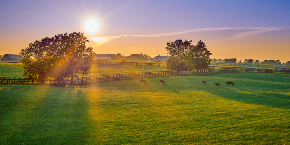 A field full of horses at sunset in Lexington Kentucky
