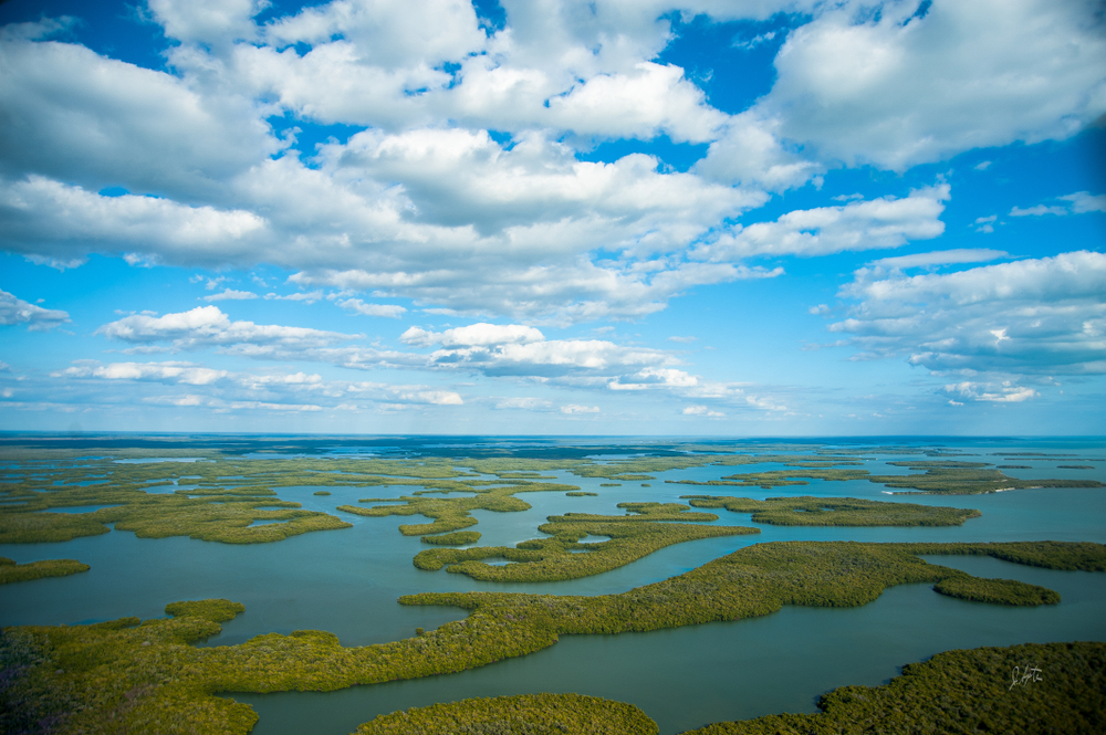 The Everglades National Park is the largest subtropical wilderness in the United States and spans across 1.5 million acres!