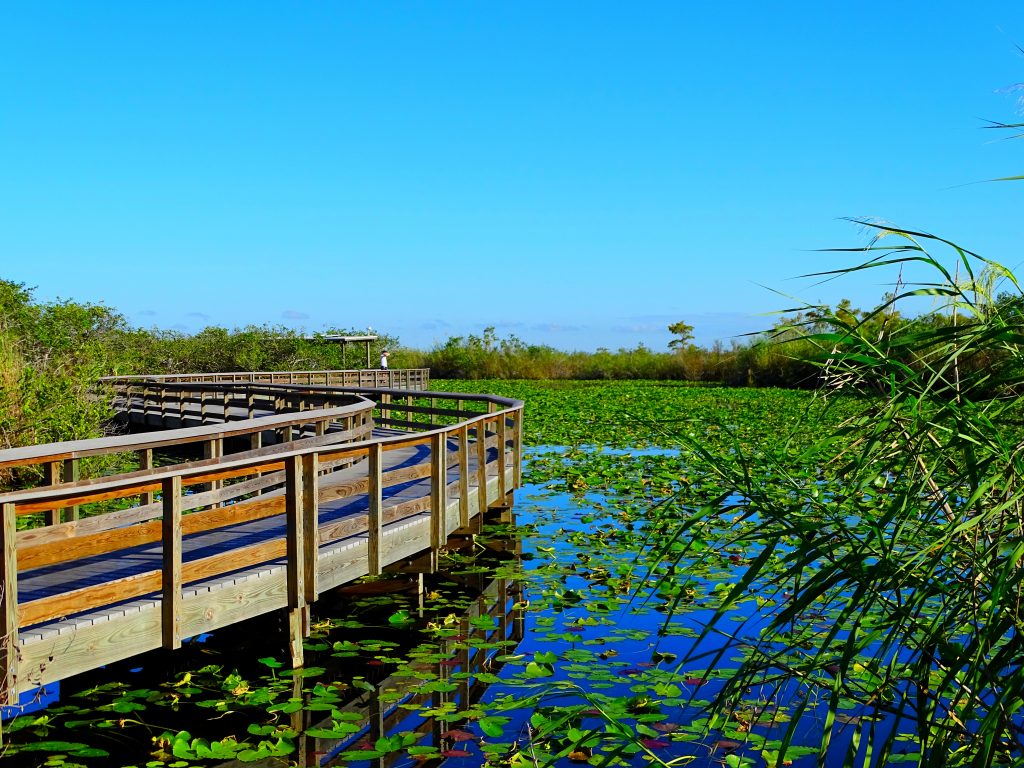 The Anhinga Trail through the Everglades, a stop on one of the Southern road trips through Florida.