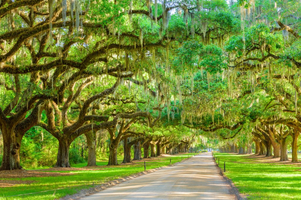 The trail cutting through the Avenue of Oaks, leading up to Boone Hall in South Carolina.