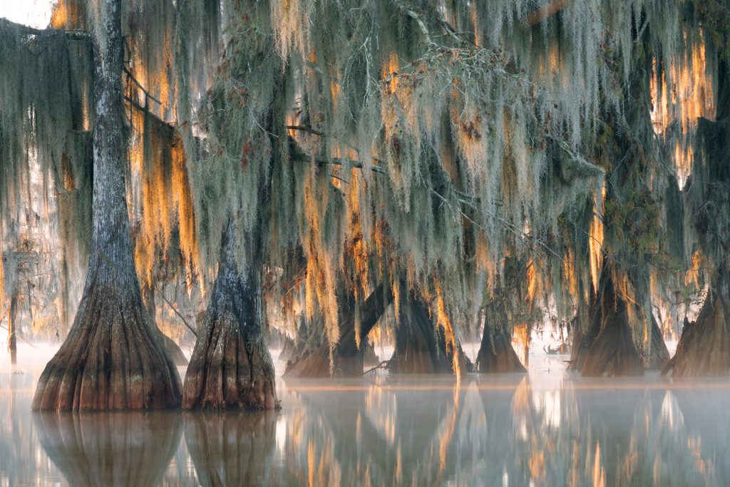 Bald Cypress trees hover over the water in Lake Martin.