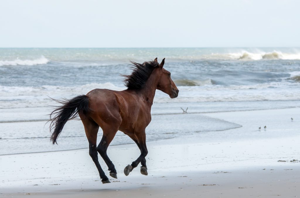 A wild Spanish mustang runs on the beaches of North Carolina.