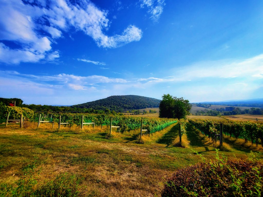 The rows of grape trees stretch across a vineyard in Virginia.