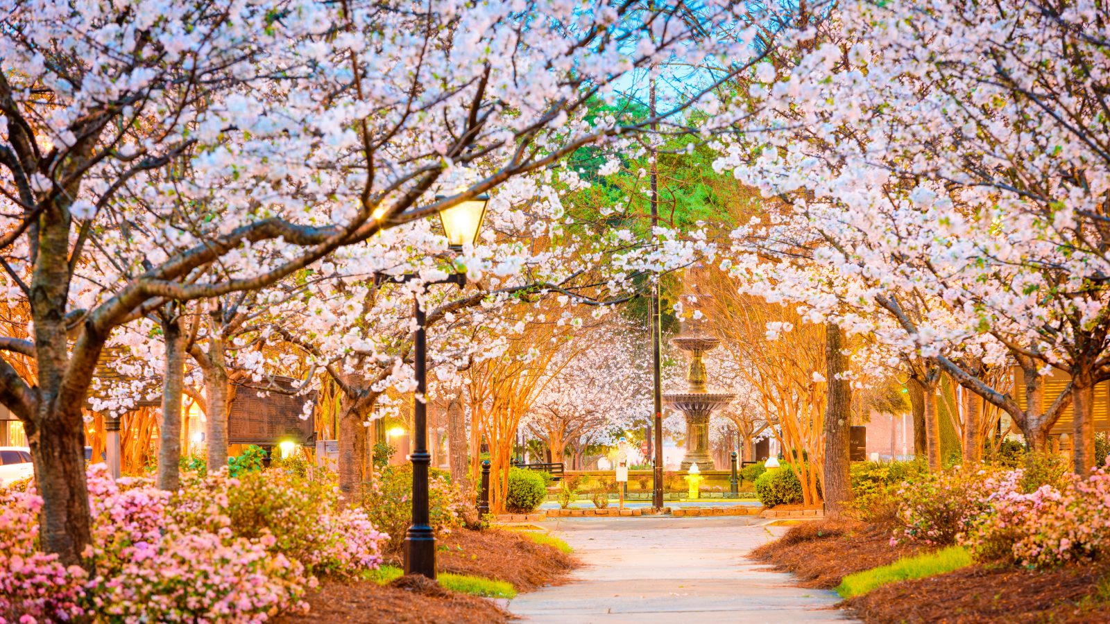 cherry blossoms in macon georgia