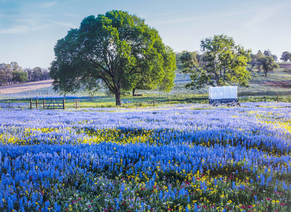 Blue Bonnets in bloom in the Texas Hill Country