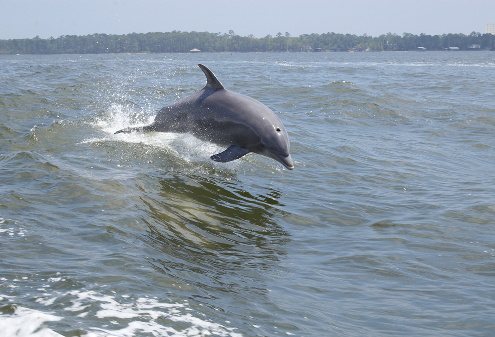 a photo of dolphins during an eco tour one of the top alabama getaways