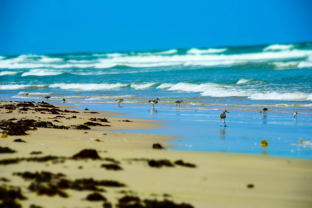 A photo of birds on Malaquite Beach. One of the prettiest beaches in Texas with clear water.