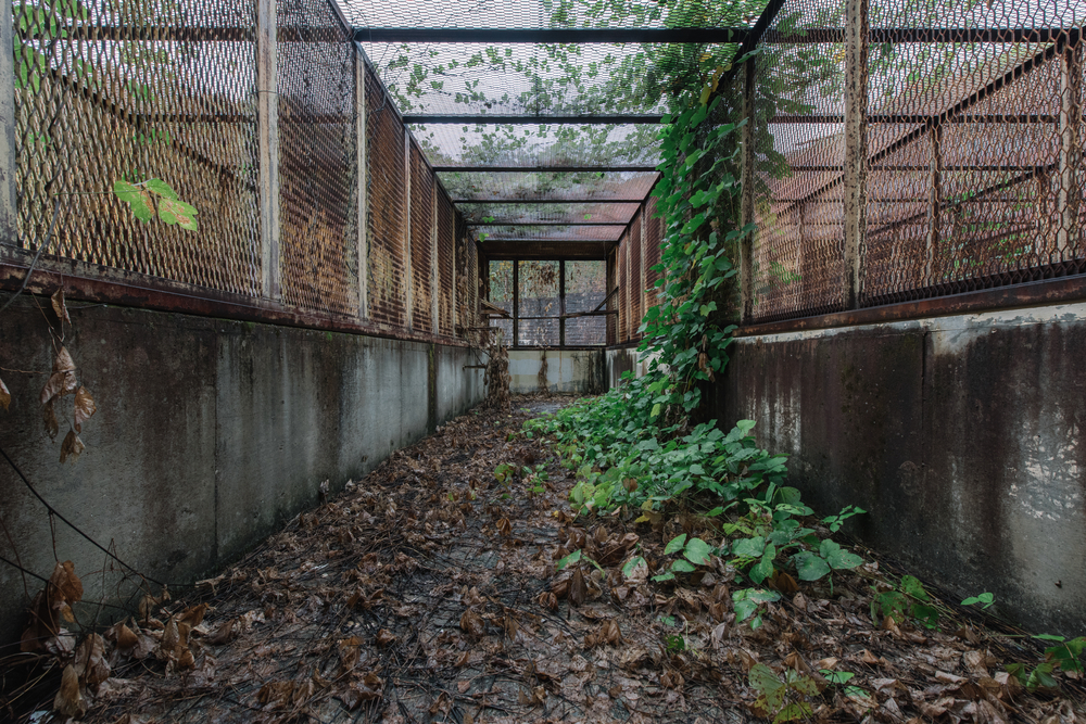 creepy penitentiary with overgrown plants is one of the most haunted places in the south