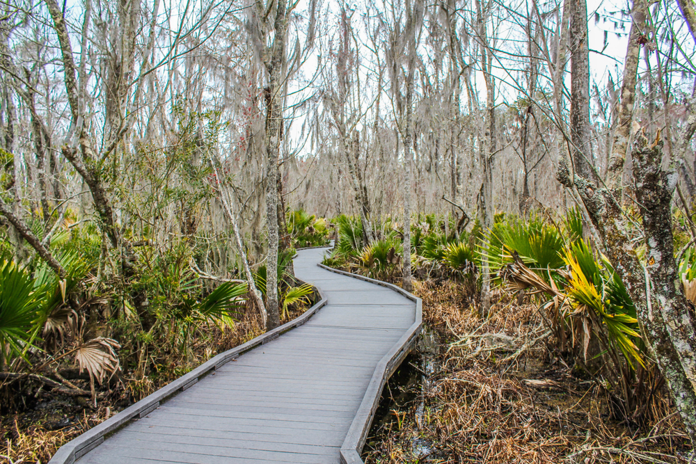 Photo of  boardwalk trail at the Barataria Preserve inside Jean Lafitte National Historic Park, one of the best places for hiking in Louisiana.