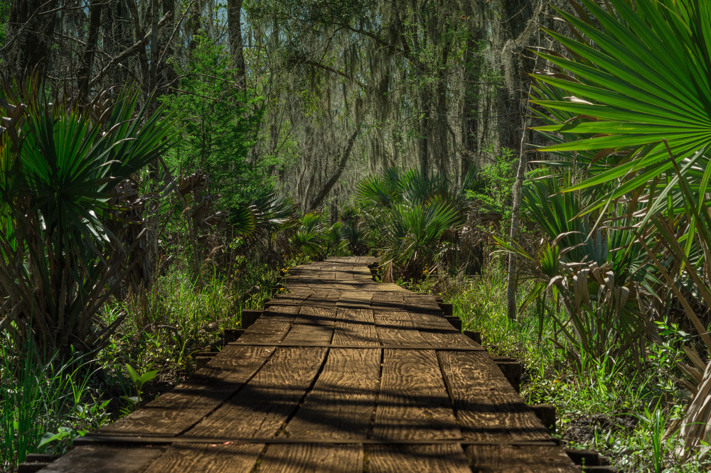A boardwalk trail at Jean Lafitte National Historic Park, one of the best places to hike in Louisiana.