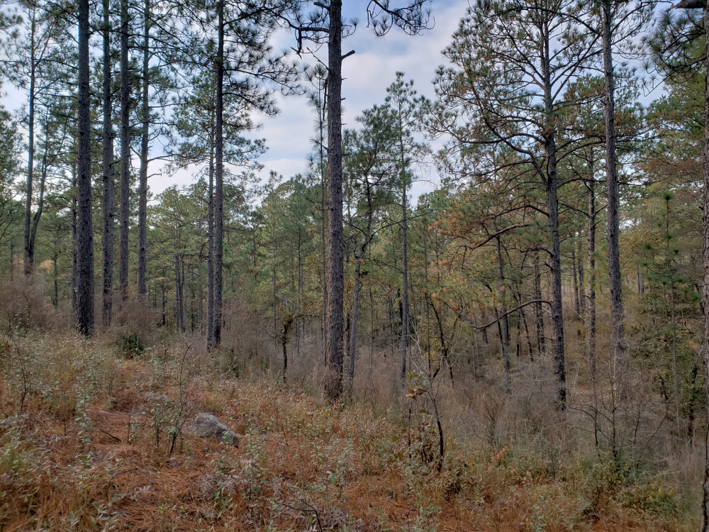 Photo of Kisatchie National Forest, one the best places for hiking in Louisiana.