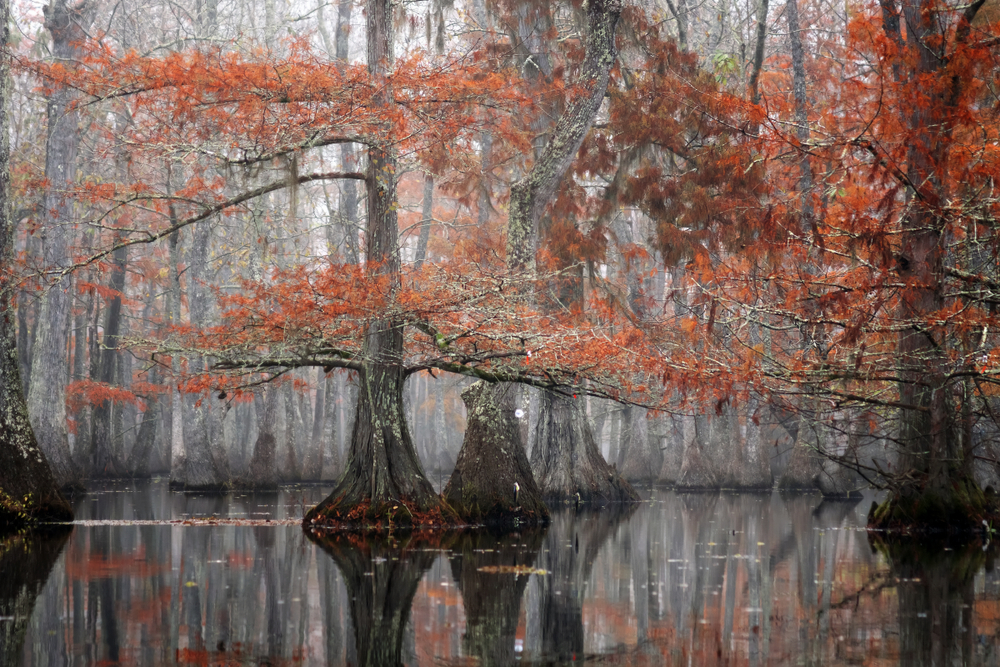 Photo of Cypress trees growing out of the swamp with fall foliage at Lake Chicot State Park, one of the best places for hiking in Louisiana.