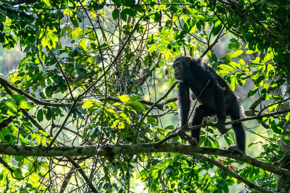 Photo of a chimpanzee in a tree at Chimp Haven near the Monkey Trail, one of the best places for hiking in Louisiana. 
