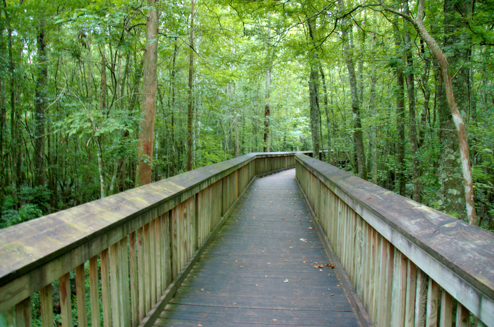 Photo of an elevated boardwalk trail above the swamp forest at Tickfaw State Park, one of the best places for hiking in Louisiana.