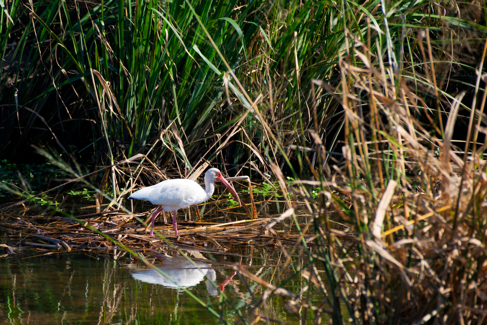 An egret at Meaher State Park in Alabama.