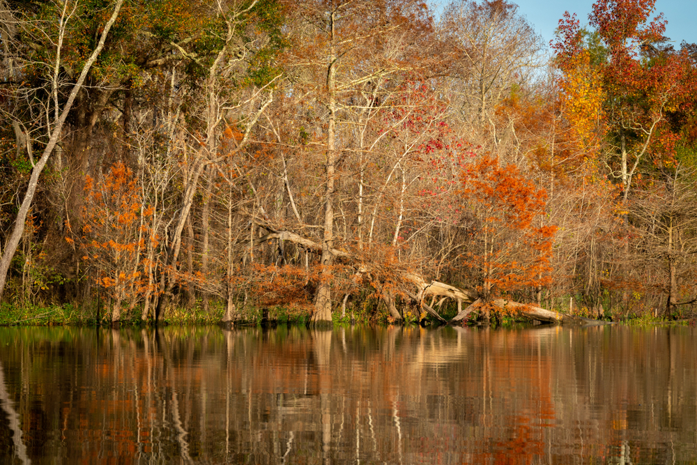 A lake surrounded by fall colors located within Big Thicket National Preserve