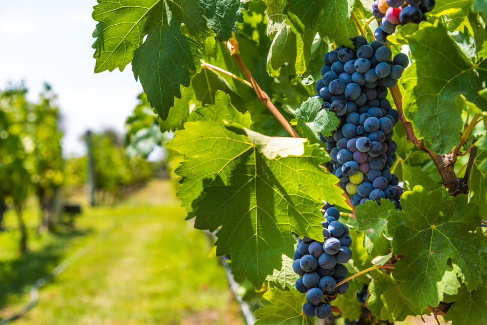 red grapes on the vine in an article about wineries in the south