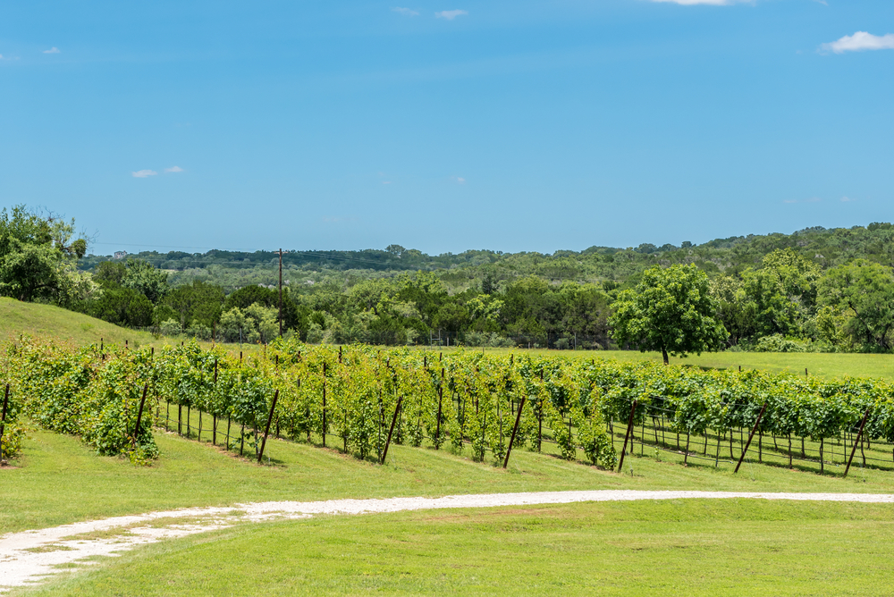 Photo of a vineyard located on the Piney Woods Wine Trail, one of the best weekend getaways in Texas.