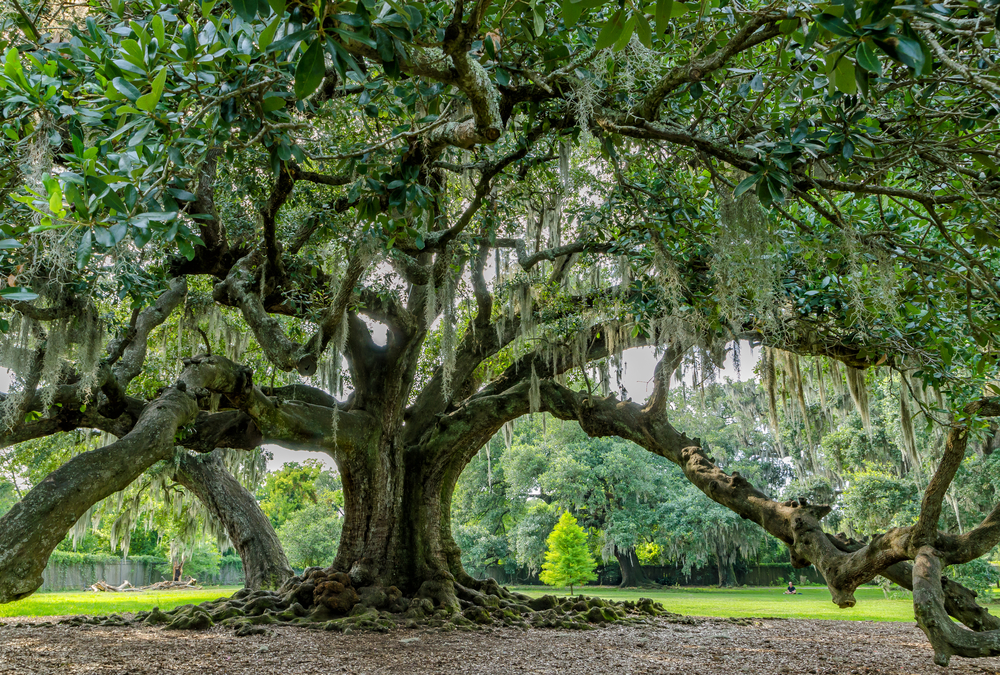 A large live oak tree in Audubon Park in New Orleans
