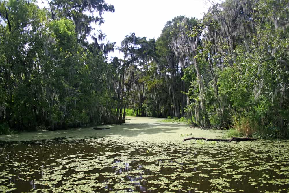 The Louisiana Bayou which you tour on an airboat