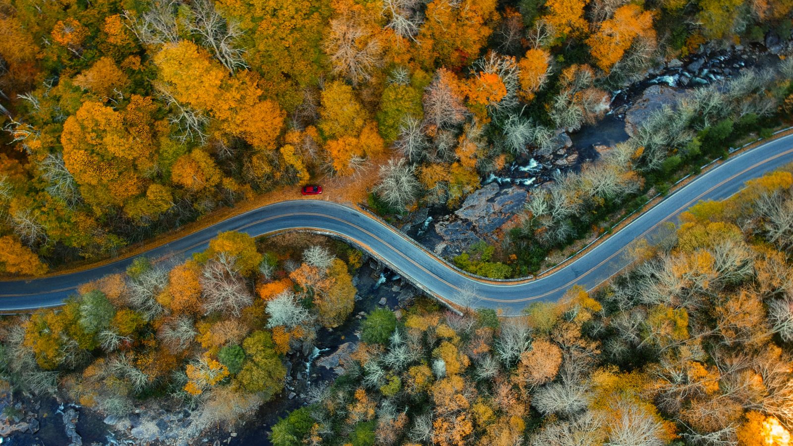 A road winds through the trees of North Carolina.
