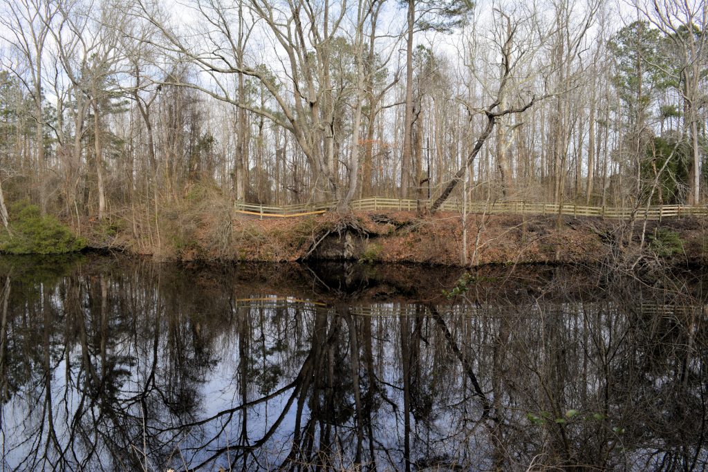 The Great Dismal Swamp, a perfect spot on a haunted North Carolina road trip.