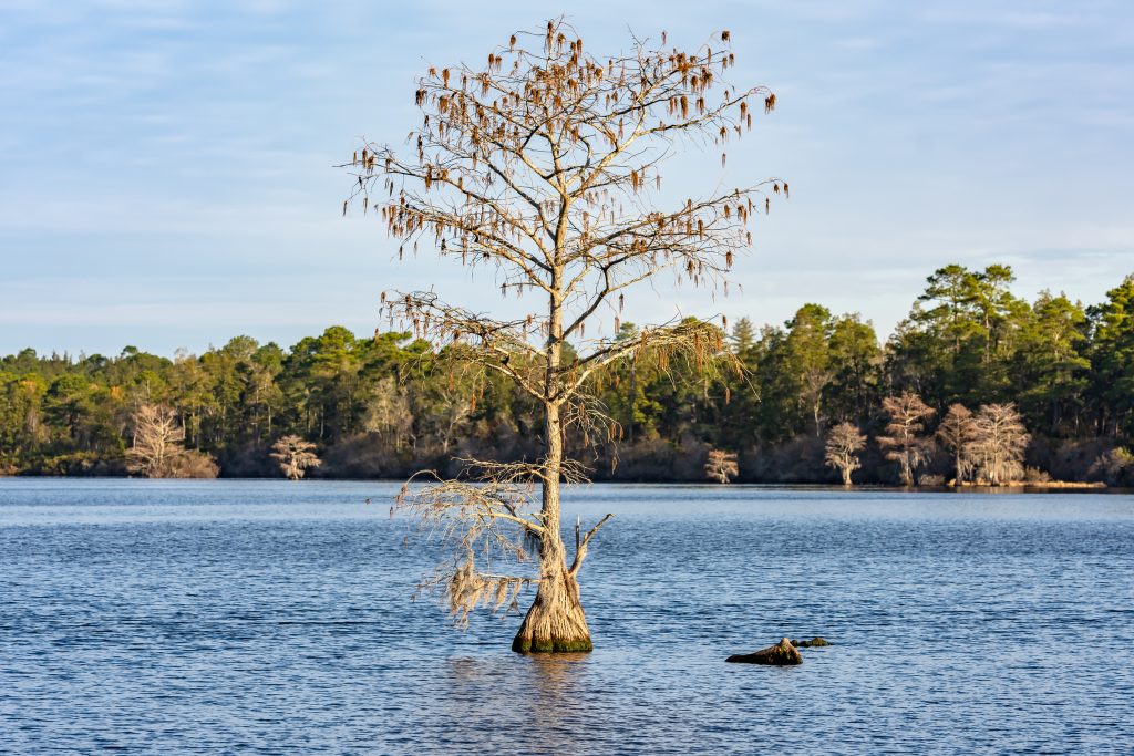 A tree stands in Singletary Lake. 