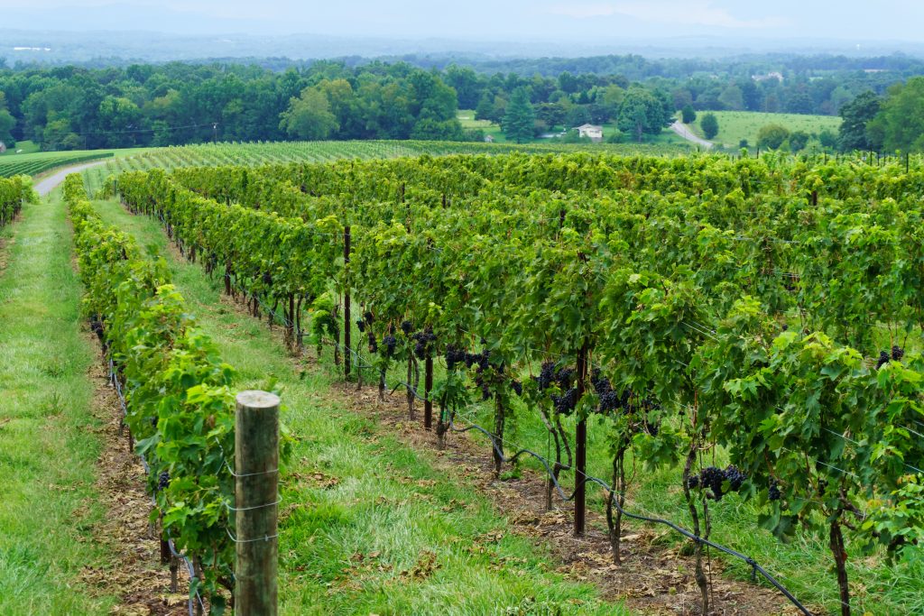 One of the many vineyards perfect to see on a North Carolina Road Trip.