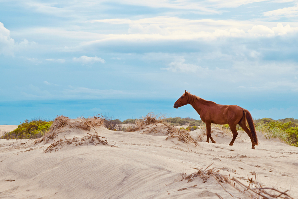 A wild horse on a sand dune in the Outer Banks