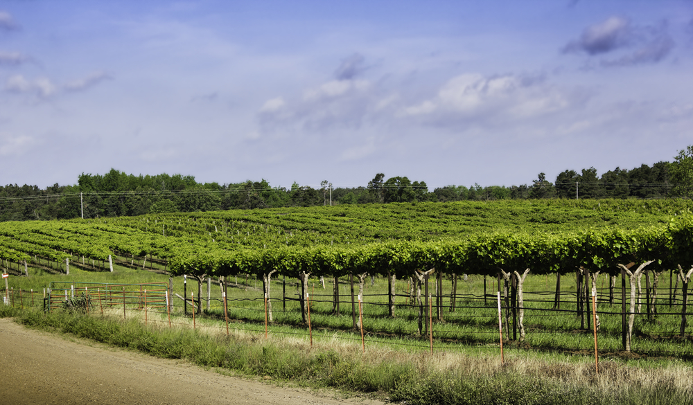 Vineyard in Arkansas Wine Country With Rows Of Chardonnay Grapes
