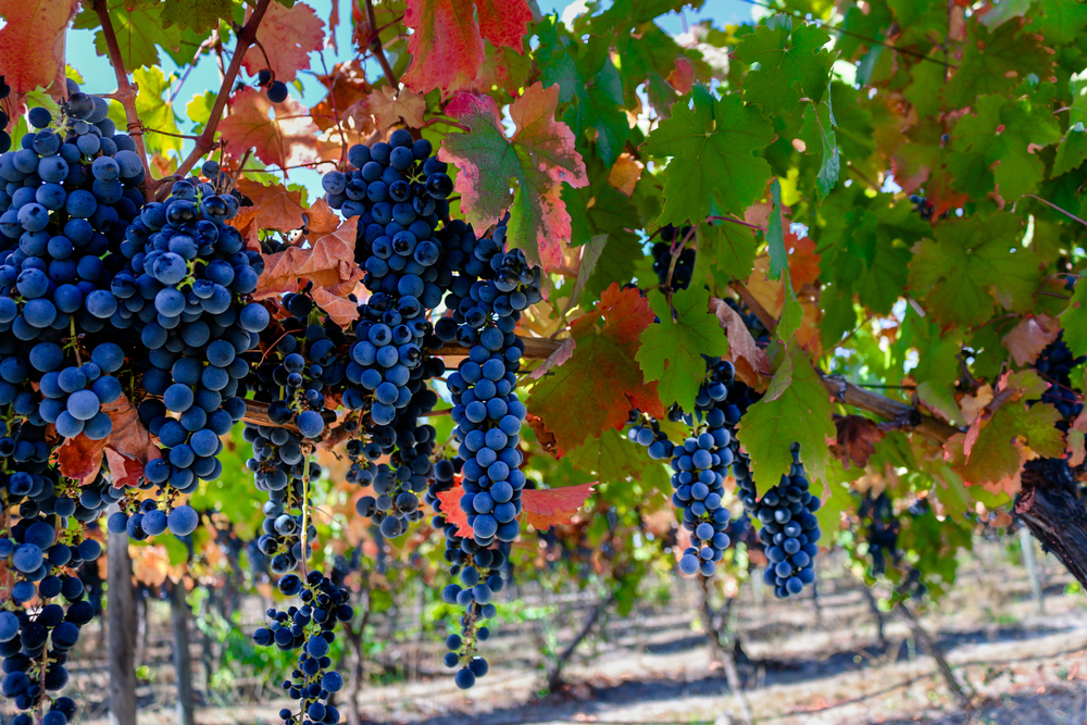 Black grapes hanging from the vine