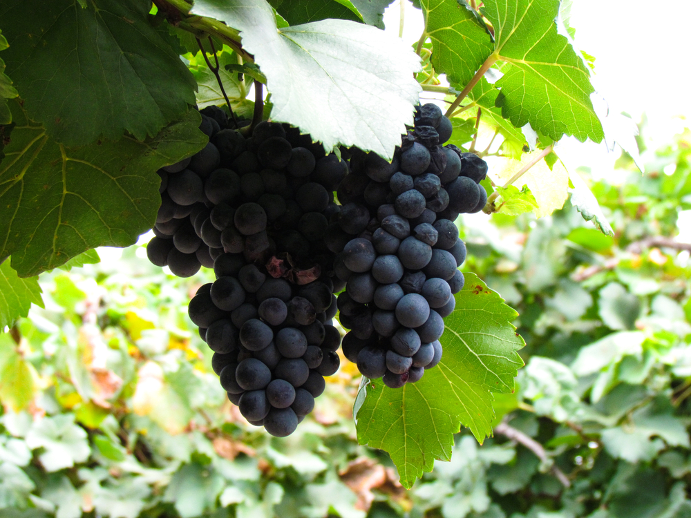 A bunch of grapes ready tp be picked to make wine