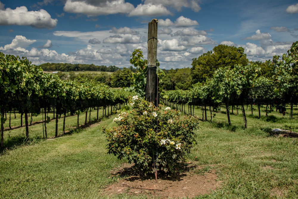 rows of wines in Arrington Vineyard, Tennessee one of the wineries in the south