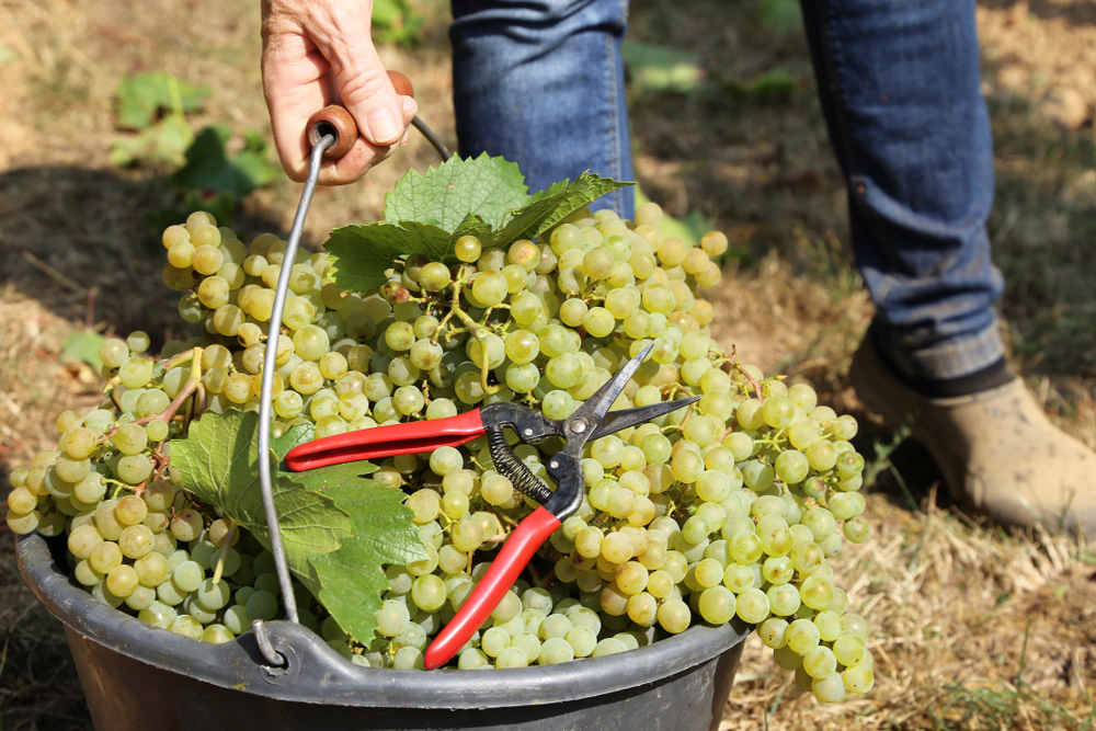 Someone picking grapes by hand and putting them in a bucket in an article about wineries in the south.