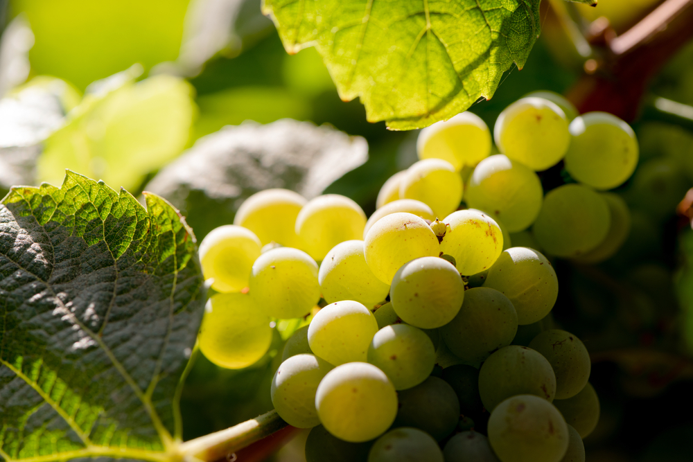 close up or some white grapes on the vine