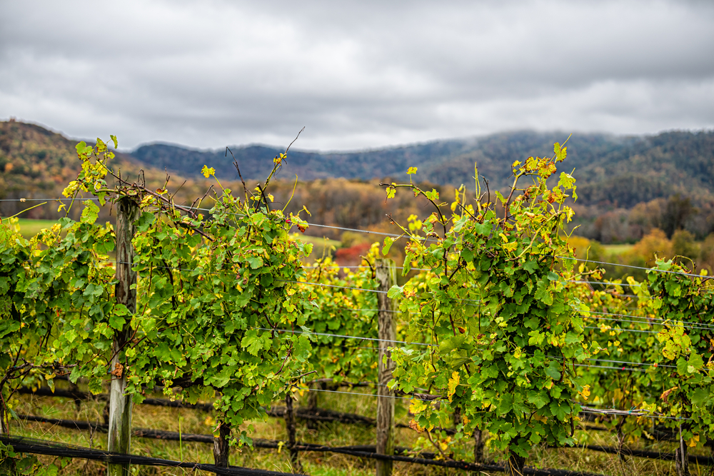 A vineyard in one of the wineries in the south